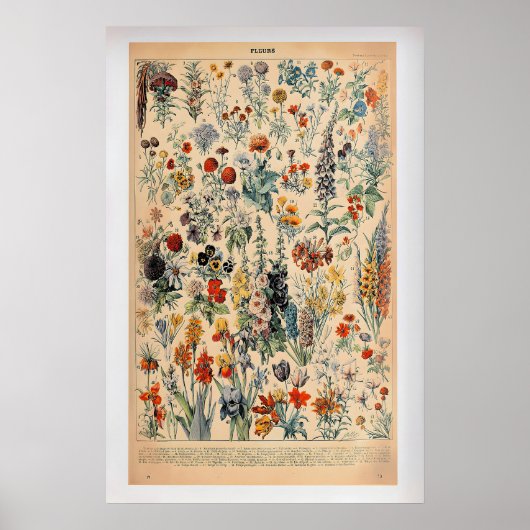 Fleurs by Adolphe Millot  Vintage Botanical Poster ポスター (正面)