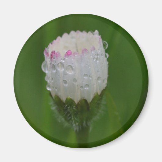 Fleurs et gouttes d'eau マグネット (正面)