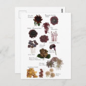 Fleurs marron chocolat ポストカード (正面/裏面)