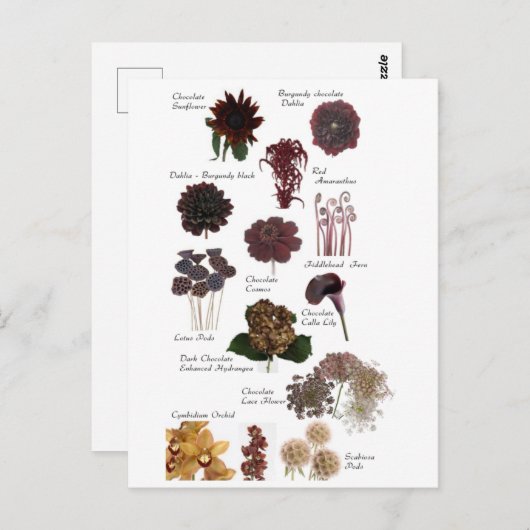 Fleurs marron chocolat ポストカード (正面/裏面)