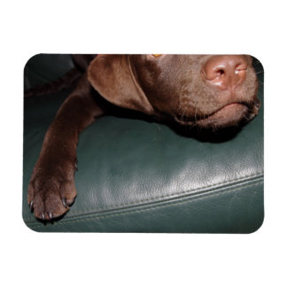 Flexi Magnet Labrador Lorenzo マグネット