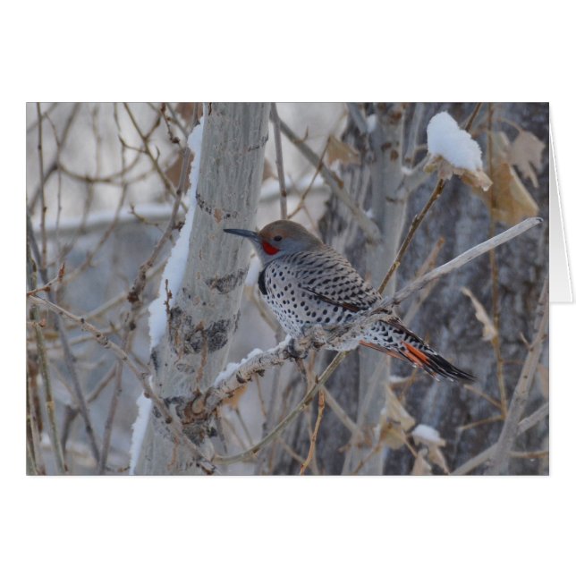 Flicker氏 (正面横)