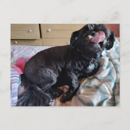 Flicker of the Tongue ポストカード