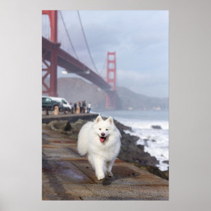 Floating by Golden Gate Bridge ポスター