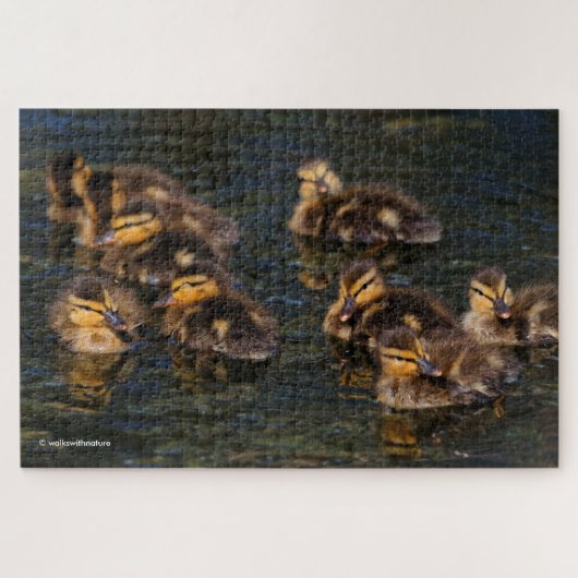 Floating Living Corks: 9 Cute Mallard Ducklings Ji ジグソーパズル (横)