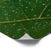 Flor da morte ポスター (角)