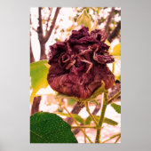 Flor da morte ポスター (正面)