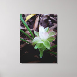 flor de açafrão da-terra キャンバスプリント