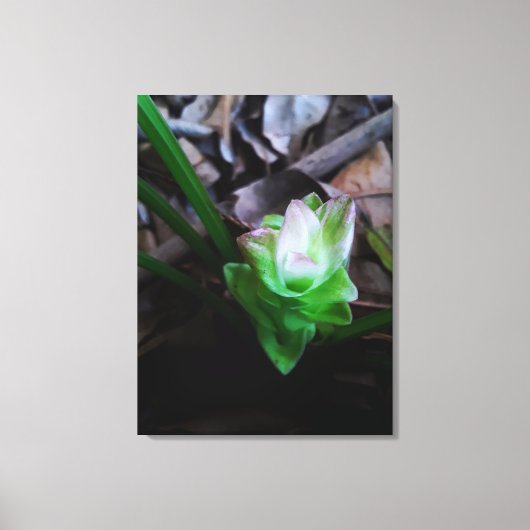 flor de açafrão da terra キャンバスプリント (正面)