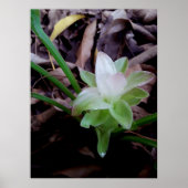 flor de açafrão da-terra ポスター (正面)