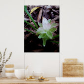 flor de açafrão da-terra ポスター (キッチン)