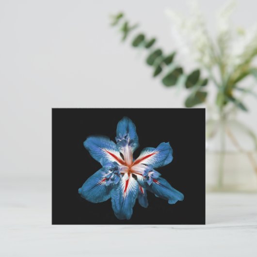 "Flor de la Mar" – はがき (スタンド正面)