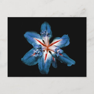 "Flor de la Mar" – はがき