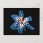 "Flor de la Mar" – はがき (正面)