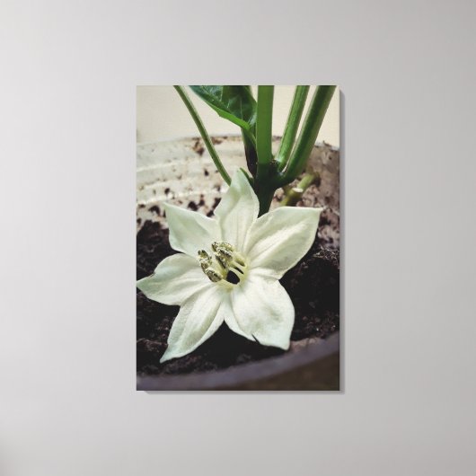 flor de pimentão キャンバスプリント (正面)