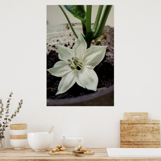 flor de pimentão ポスター (キッチン)