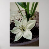 flor de pimentão ポスター (正面)
