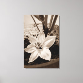 flor de pimentão - old キャンバスプリント