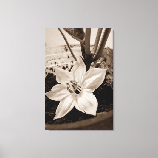 flor de pimentão - old キャンバスプリント (正面)