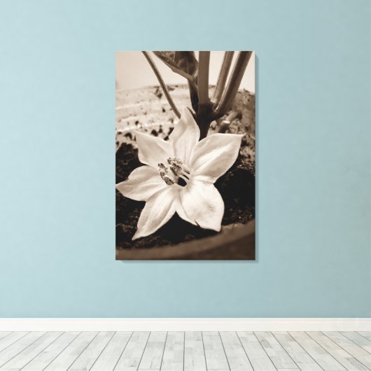 flor de pimentão - old キャンバスプリント (インサイチュ (ウッドフロア))