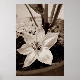 flor de pimentão - old ポスター