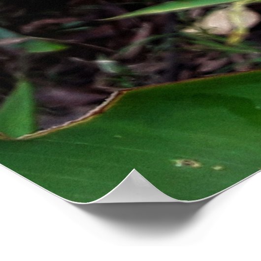 flor laranjada ポスター (角)