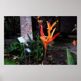 flor laranjada ポスター