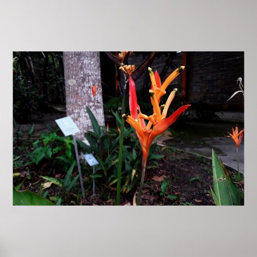 flor laranjada ポスター (正面)