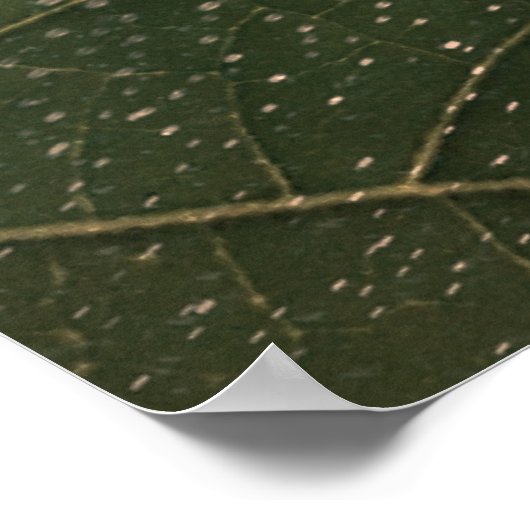 flor mortal ポスター (角)