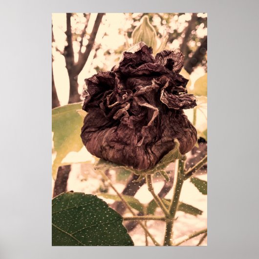 flor mortal ポスター (正面)