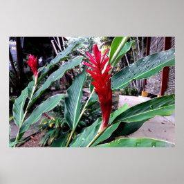 flor vermelha ポスター