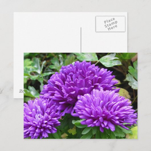 Floral Postcard ポストカード (正面/裏面)