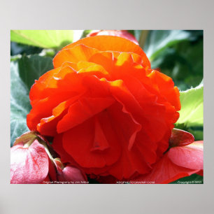 Floralscape/JDA030408107 ポスター