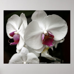 Floralscape/JDA030408109 ポスター