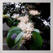 flores brancas1 ポスター (正面)