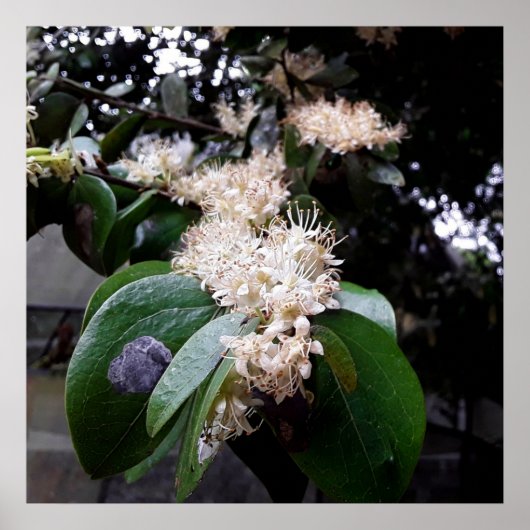 flores brancas1 ポスター (正面)