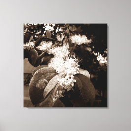 flores brancas2 キャンバスプリント