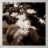 flores brancas2 ポスター (正面)