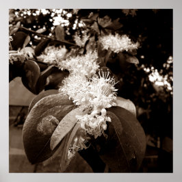 flores brancas2 ポスター