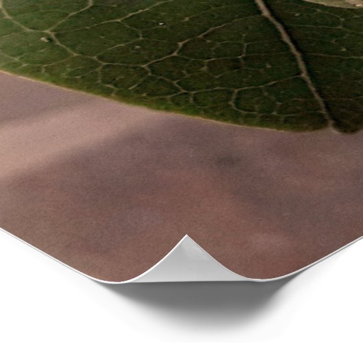 flores brancas3 ポスター (角)