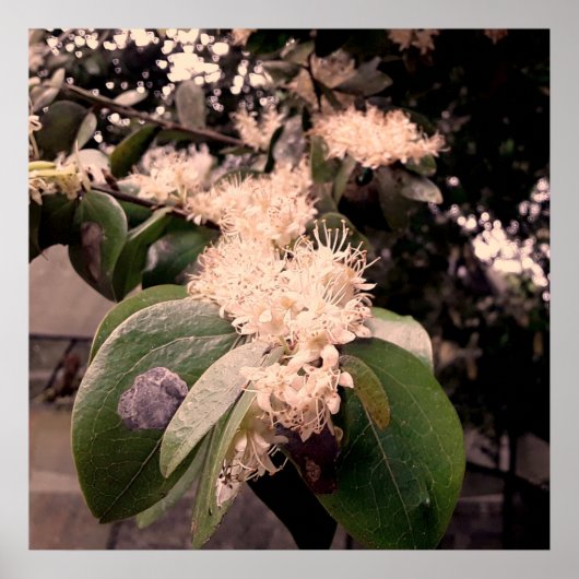 flores brancas3 ポスター (正面)