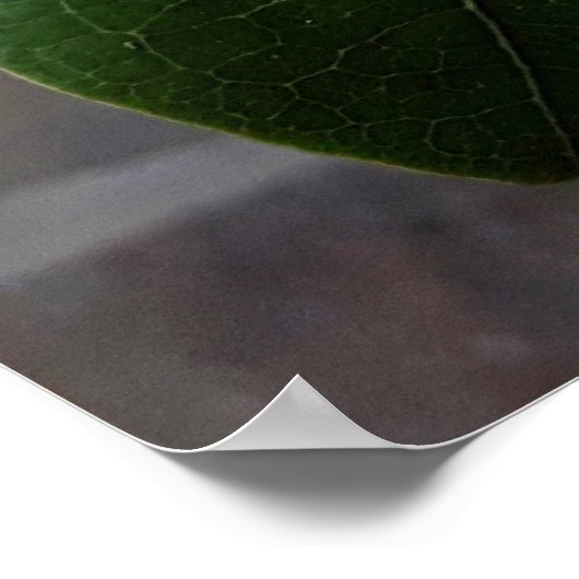 flores brancas ポスター (角)