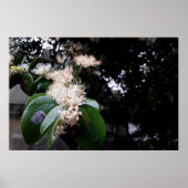 flores brancas ポスター (正面)