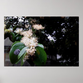 flores brancas ポスター