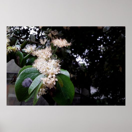 flores brancas ポスター (正面)