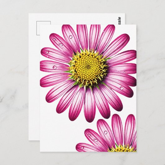 flores gérbera ポストカード (正面/裏面)
