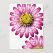flores gérbera ポストカード (正面)