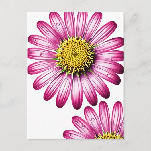 flores gérbera ポストカード (正面)