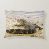 Florida Alligator from back view photography  アクセントクッション (裏面)