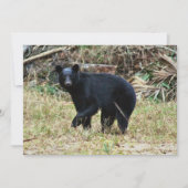 Florida Black Bear ノートカード (正面)